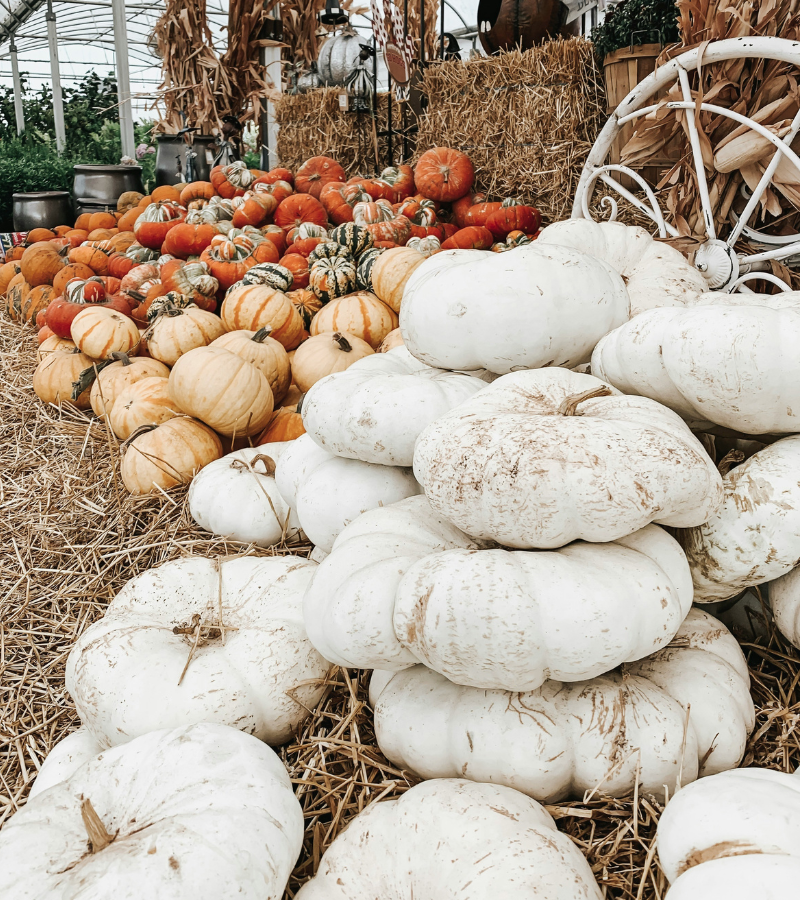 stacks of white pumpkins, orange pumpkins and orange plus white pumpkins on top of a hay bale