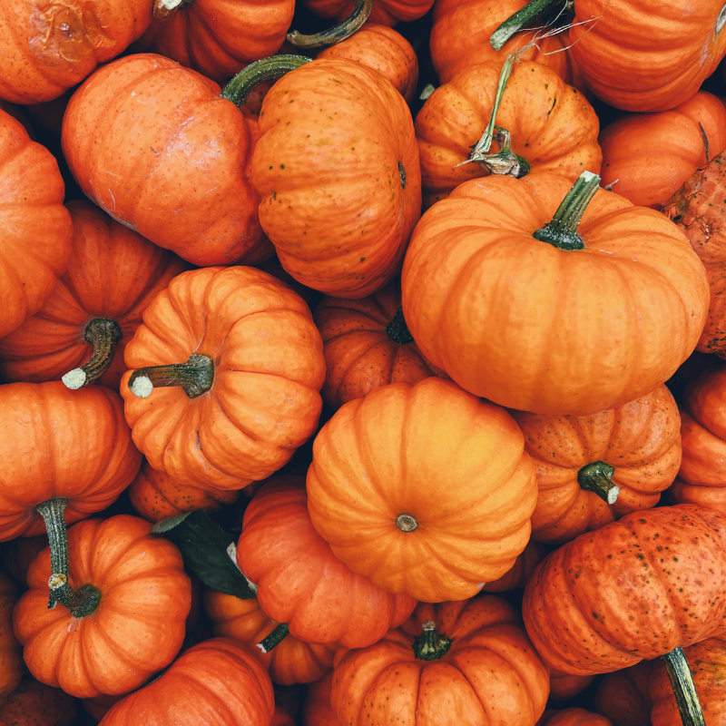 close up of small orange pumpkins
