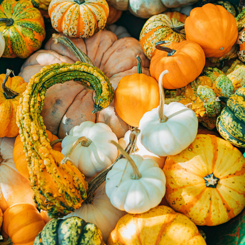 variety of pumpkins light orange and yellow with 3 white pumpkins
